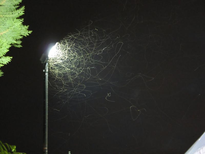 Bugs swarming a bright street lamp creating ALAN (artificial light at night)