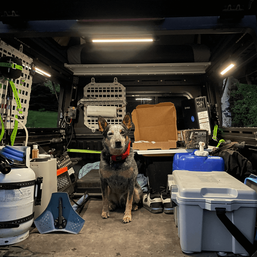 Dog sitting in a truck camper lit by Kingpin lights on the ceiling